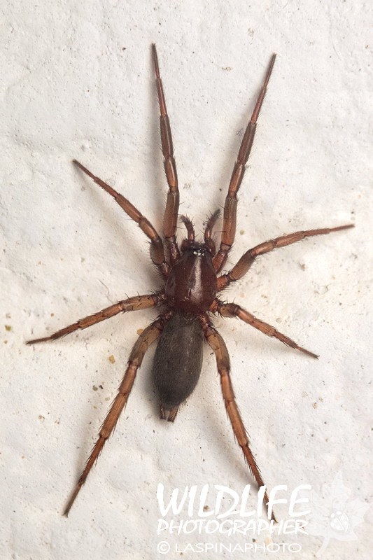 Gnaphosidae - Caltagirone (CT)